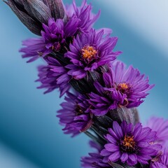 Obraz premium Vibrant Purple Flowers Close up Bloom Nature Photography Floral Beauty Botanical Detai
