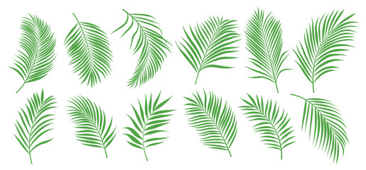 Palm leaves tropical clipart set. Palm coconut green leaf drawing clip art for summer graphic elements vector illustration.    © AmazeinDesign