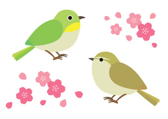 めじろとうぐいすと桜の花のイラスト	
