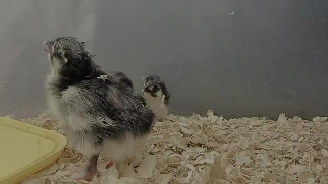 baby black copper marans chicks newly hatched in pine shavings