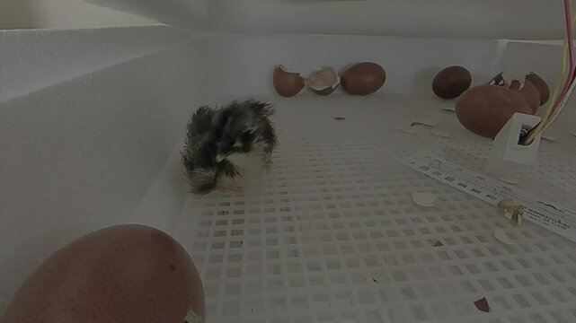baby black copper marans chick newly hatched with a egg with a chick piping