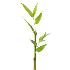 Fototapeta premium single bamboo plant with vibrant green leaves, symbolizing growth and tranquility. Perfect for nature themed designs