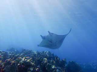A manta ray swims over the shallow reef in Hawaii as sun rays light it up from above