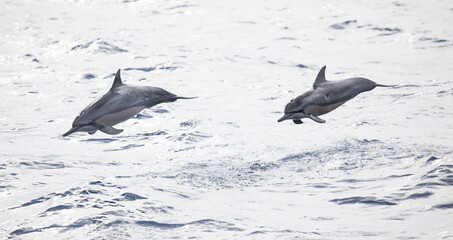 Two Hawaiian spinner dolphins leap out of ocean