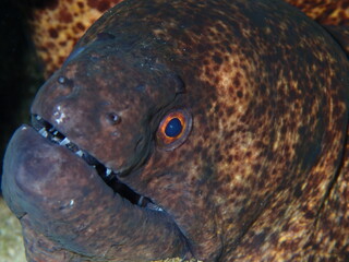 Extreme close up of a yellow margin moray eel underwater i Hawaii
