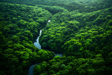 Aerial View of Lush Green Forest with Winding River Showcasing Natural Beauty and Conservation