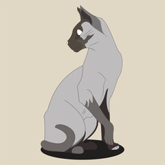 cat, feline, animal, pet, kitty