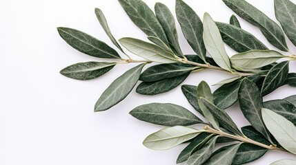 Obraz premium Olive branches, white background, flatlay, greenery, design