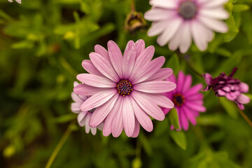 Obraz premium A white African daisy flower, species of Dimorphotheca pluvialis (L.) Moench, in a garden, in Spain