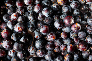 Texture of black grapes of the Grenache variety, harvested in the vineyards of Campo de Borja, Zaragoza, Aragon, Spain