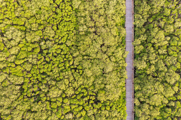 Wooden walkway through vibrant mangrove ecosystem