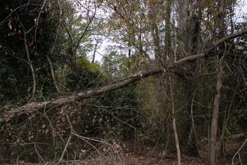 trees in the woods