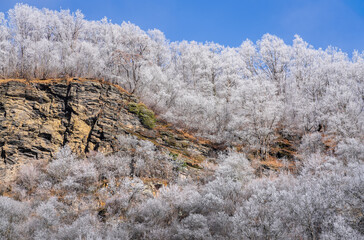 Trees covered with hoarfrost and snow in winter forest.