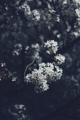 ライトアップされる夜桜