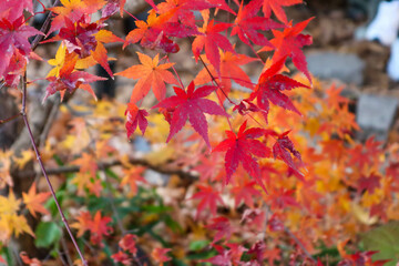 Leaves of maple which turned red and yellow