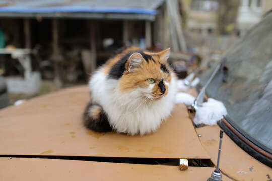 the cat is sitting on the car