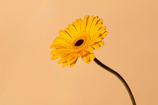 Beautiful yellow flower against a gradient beige orange background