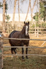 Domesticated arabic horse in open field stall in farm in Lima Peru during summer time