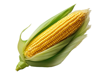 Single ear of corn with green husk isolated on a transparent or white background
