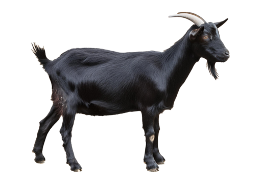 Black goat Isolated on Transparent or White Background.