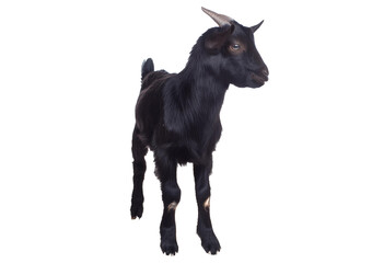Black goat Isolated on Transparent or White Background.