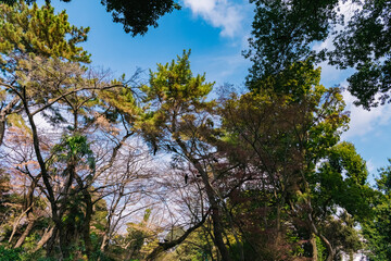 Obraz premium 都会の空