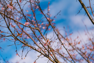 tree branches against blue sky