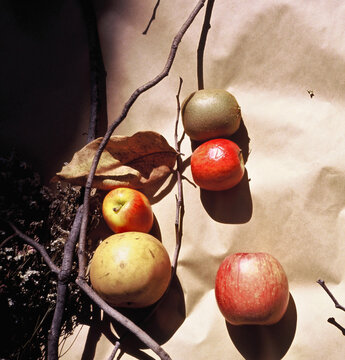 Natural dark light. Food photography. Fruits, dried plants. Film photo
