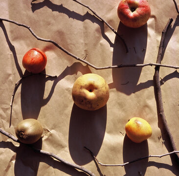 Analog slide film. Fruits, twigs. Beautiful light, shadows of sunset
