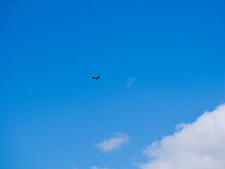 ツバメが舞う青空