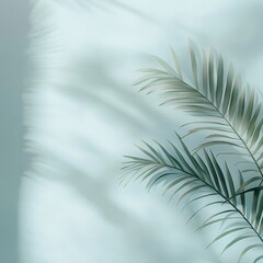 Tropical palm leaves on white wall with shadow. Minimal concept