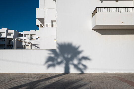 Palm tree shadow on white wall