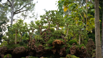 The beauty of bonsai lies in its ability to capture the essence of nature