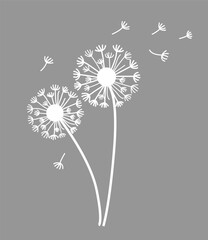Vector illustration of dandelion flower blowing in the wind. Black dandelion seeds flying in the wind. Dandelion wildflowers in distinct vector style.
