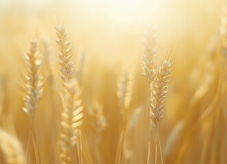 Fototapeta premium Golden wheat field sunset, rural harvest, summer
