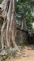Majestic trees intertwine with the ancient stone ruins of Angkor Wat, creating a unique combination of nature and history under serene skies.