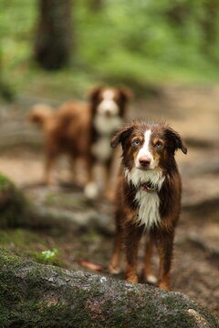 Two brown and white dogs standing on a log in a forest