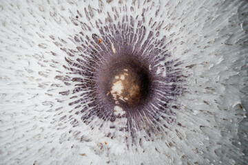 Abstract mushroom close up