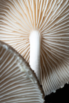 Abstract fungus close up