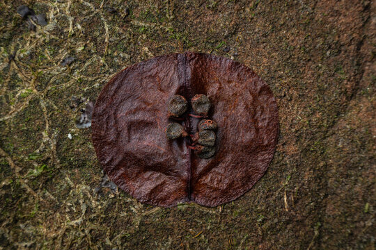 Leaf, seed, wood nature pattern background