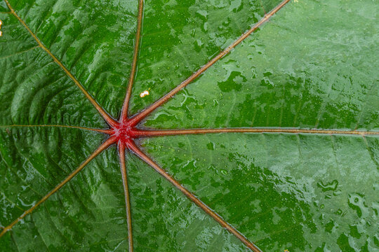 Leaf nature pattern background