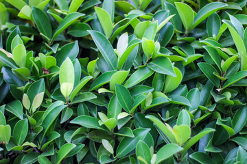 Full view of Ficus microcarpa leaves or banyan tree leaves. Natural background. Leaves background