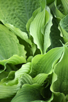 Bright Green Hosta Plant Leaves