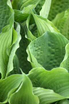 Bright Green Hosta Plant Leaves