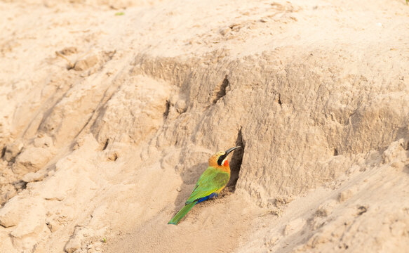 White-Fronted Bee-Eater At The Entrance Of Its Nest On Chobe River  