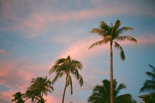 35mm film palm trees sky