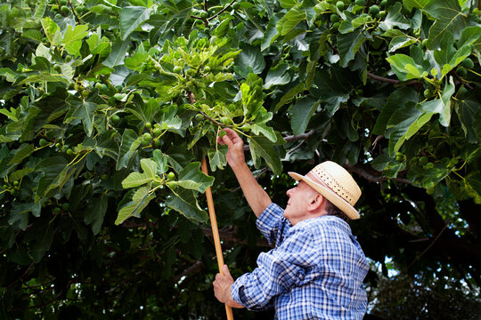 Elderly man harvesting figs in sunny orchard during the day