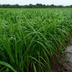 Obraz premium Close-up of lush green rice plants covered in water droplets after a rainfall.