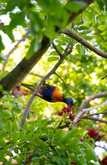 Rainbow Lorikeet Feeding on Red Flowers in a Lush Green Tree