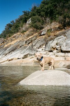 35mm dog river 